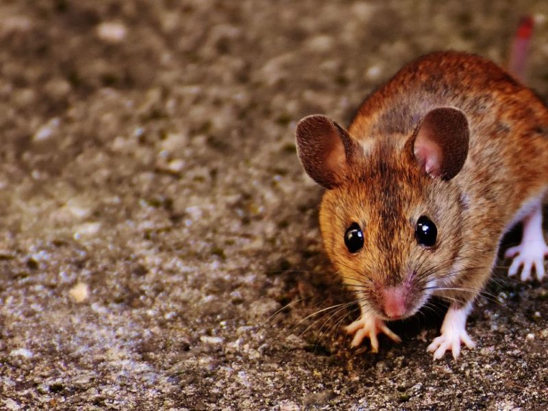 How Many Rats In Seattle? New Data Tracks Local Vermin Seattle, WA Patch