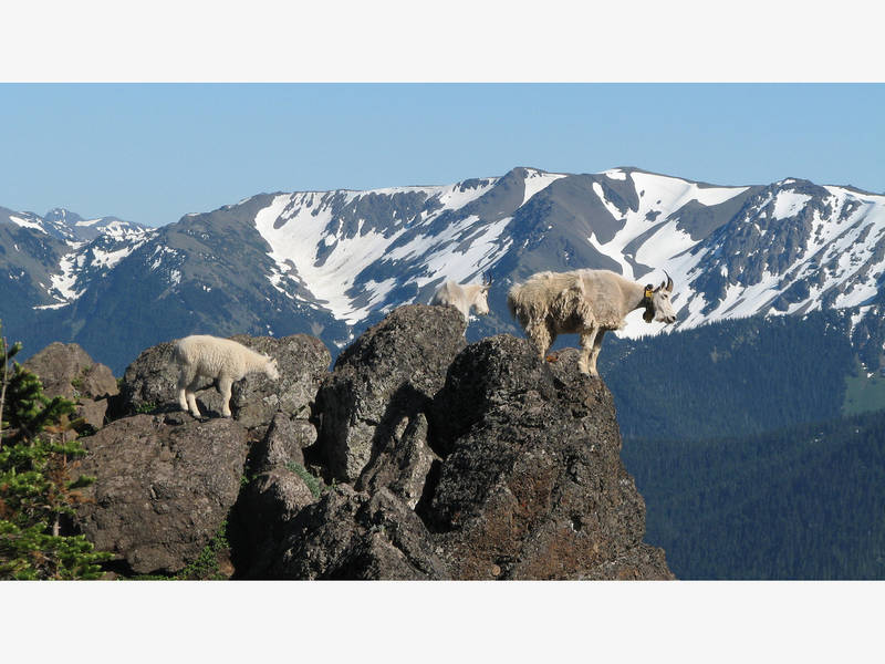humans to decide whether mountain goats live or die patch lice on goats