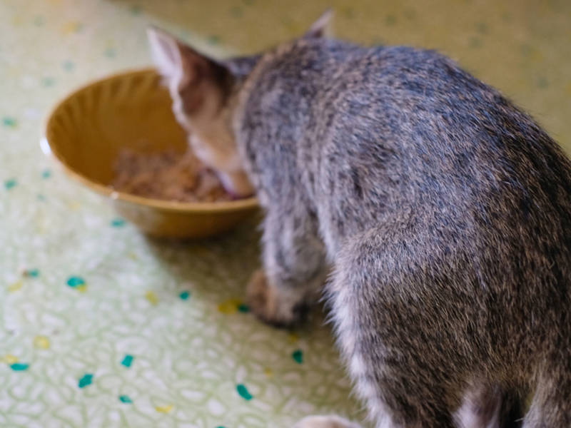 Least Recalled Cat Food Least Recalled Cat Food