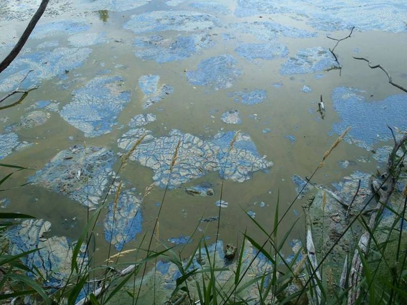 lake tapps algae bloom update keep an eye out bonney lake wa patch