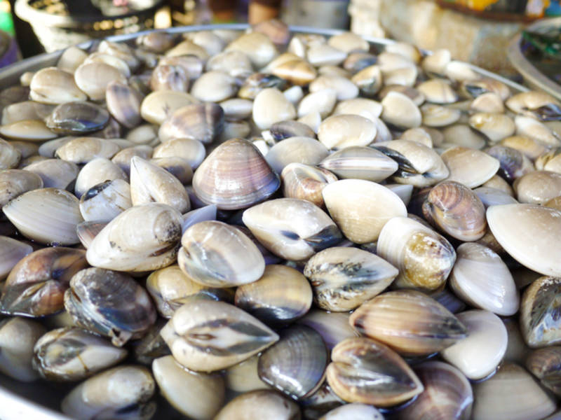 Paralytic Shellfish Poison Found In King County Harvest Closed 