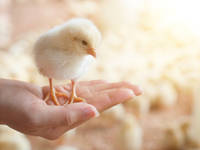 Backyard Chickens: The Pros And Cons Of Pet Poultry