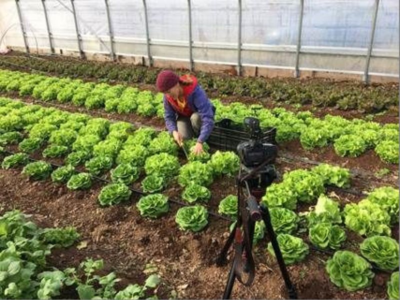 Rutgers Cooperative Extension Offers 'High Tunnel Winter Lettuce