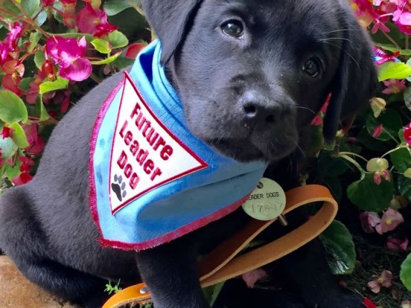 39 Local Wendy's Hold March Fundraiser for Leader Dogs for the Blind