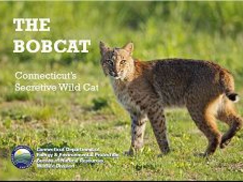 CT DEEP Presents 'The Bobcat CT's Secretive Wild Cat' Milford, CT Patch