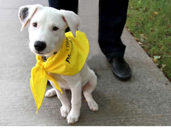 Homeless Puppies, Kittens, Dogs and Cats Available At Adoption Event