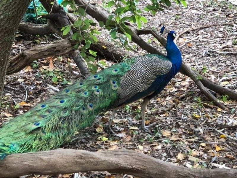 Guided Tour Of The Jungle Prada Site St Pete Beach Fla St. Pete, FL