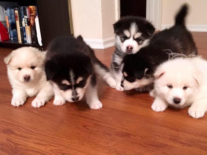 Why You Should Reconsider Getting A Pomsky Dog Berkeley Ca Patch Why You Should Reconsider Getting A Pomsky Dog