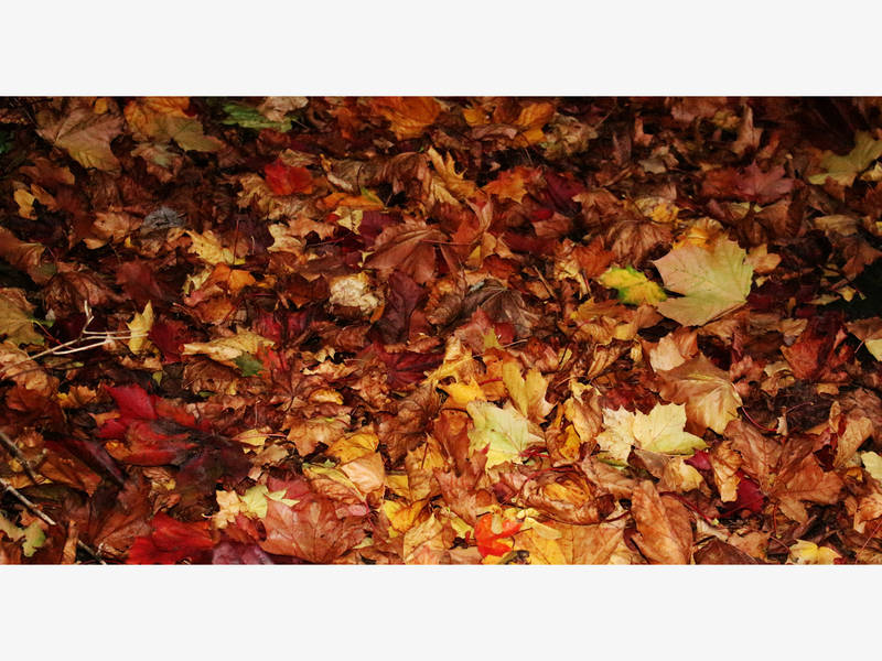 City May Schedule 3rd Leaf Pick Up Day Royal Oak, MI Patch