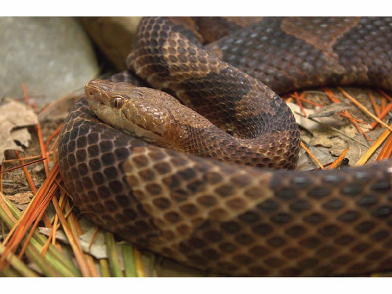 Snakes Becoming More Active In Fairfax County Police Kingstowne VA Patch