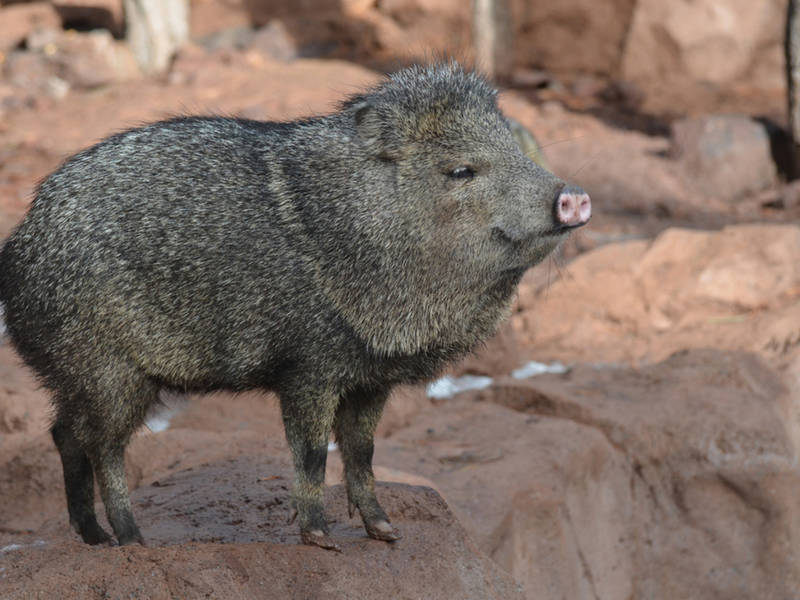 1,500 Award For Info On Javelina Poacher Tucson, AZ Patch