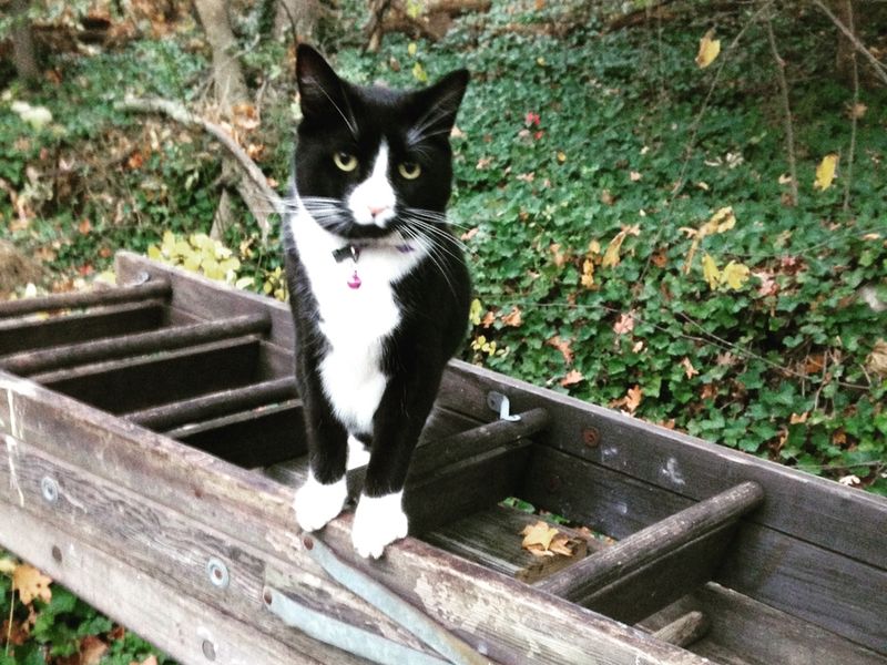 MISSING CAT: Large Male Tuxedo Cat Lost since Memorial Day ...