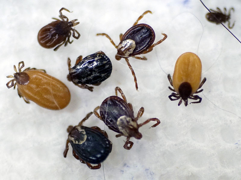 Ticks In New England: Numbers Rising | Burlington, VT Patch