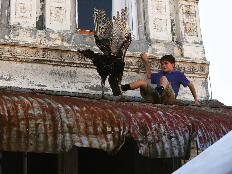 turkeys 5 flying Of Dropped Again Planes, Turkey Trot: Out Turkeys Arkansas