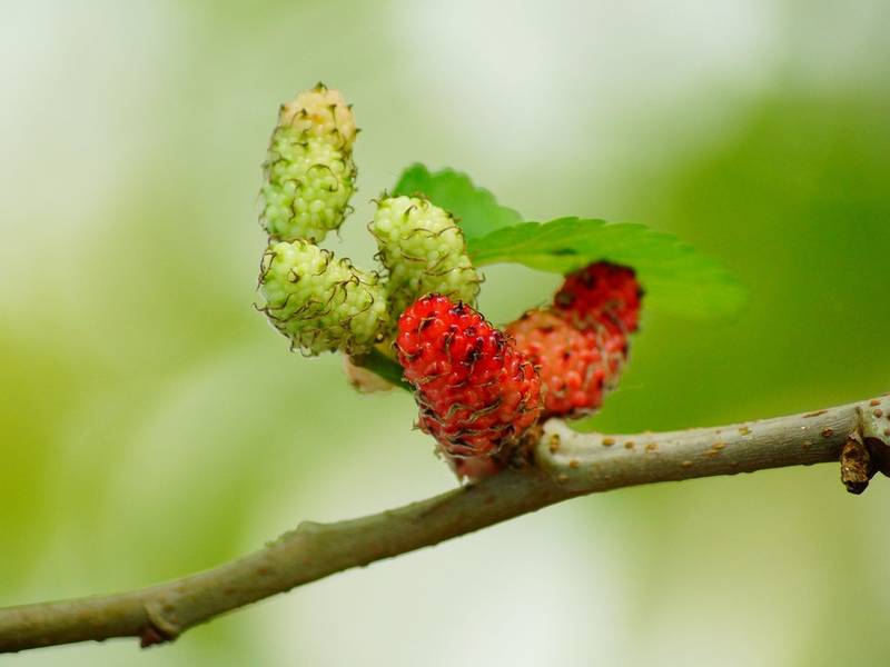 5 Invasive Plant Species Not to Plant in Northern Virginia Yards