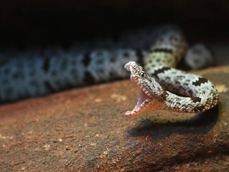 Severed Rattlesnake Head Bites Texas Man; He Nearly Died Across Texas