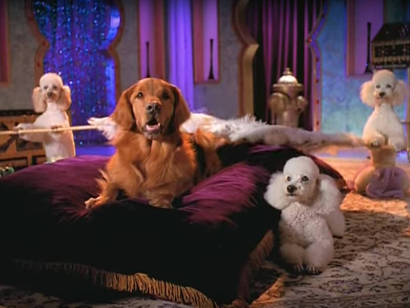 Dog Who Played 'Duke' In Bush's Beans Commercials Dies Orlando, FL Patch