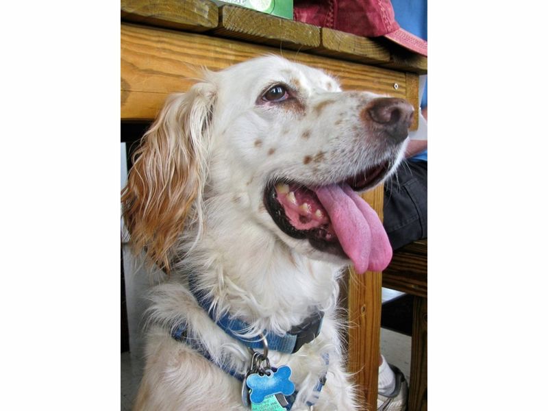 Dog Friendly Restaurants New Haven Ct Dog Friendly Restaurants New Haven Ct