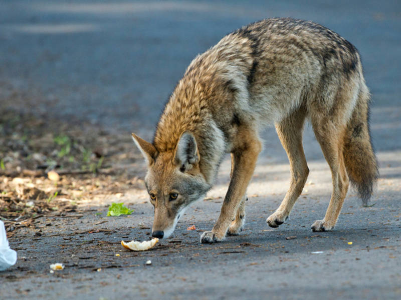 As Pet Death Tolls Mount, Culver City Grapples With Urban Coyotes