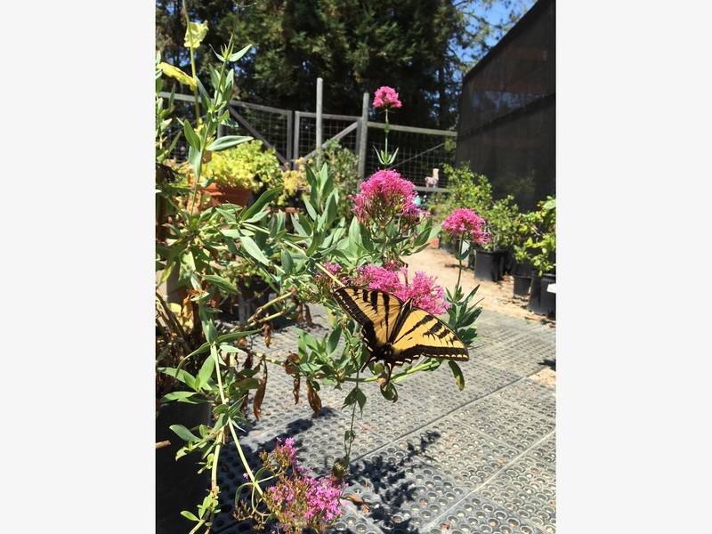 Here S What You Should Be Growing In Indianapolis Noblesville Here S What You Should Be Growing In Indianapolis Noblesville Patch