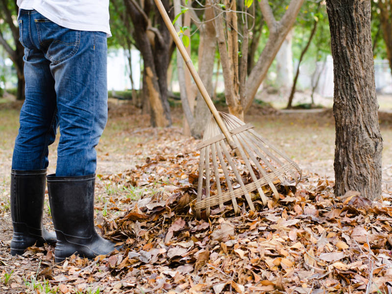 Yard Waste Collection Starts Soon: What To Throw Out In ...