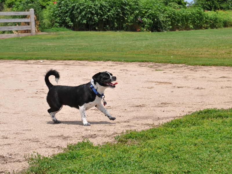 Dog Park Plainfield Il Dog Park Plainfield Il