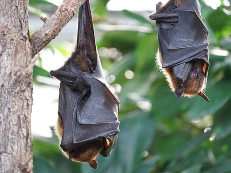2 More Bats With Rabies Discovered In Will County Joliet, IL Patch