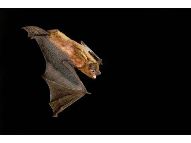 Rabid Bat Bites Houston Woman At Apartment Complex Parking Garage Rabid Bat Bites Houston Woman At Apartment Complex Parking Garage