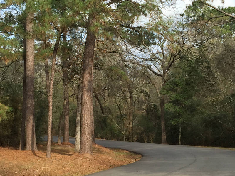 Houston Tree Pollen Worst In The Nation Houston Heights, TX Patch