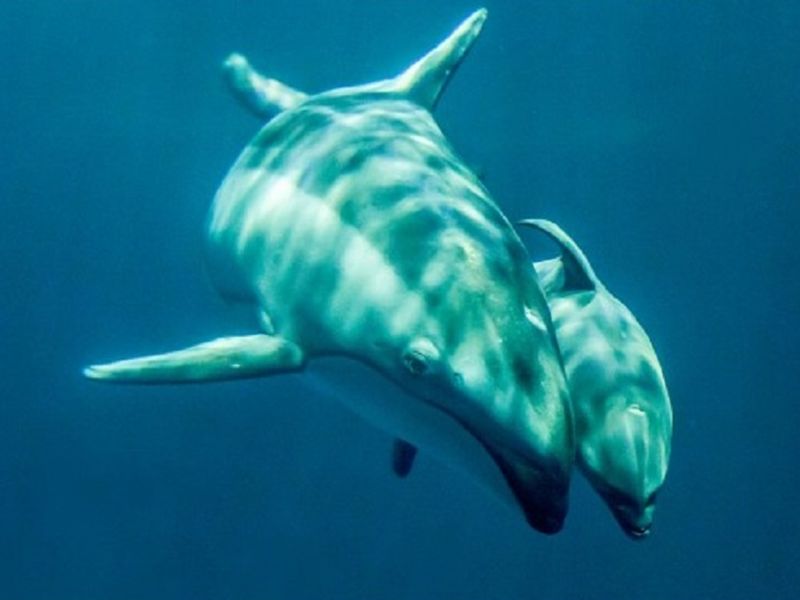 free days at shedd