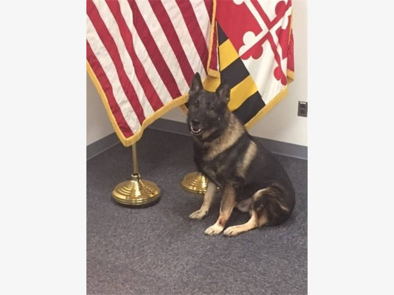 Annapolis Policía Llorar Canina de la Muerte | Annapolis, MD Patch - Patch.com 1 Annapolis Policía Llorar Canina de la Muerte | Annapolis, MD Patch - Patch.com 1