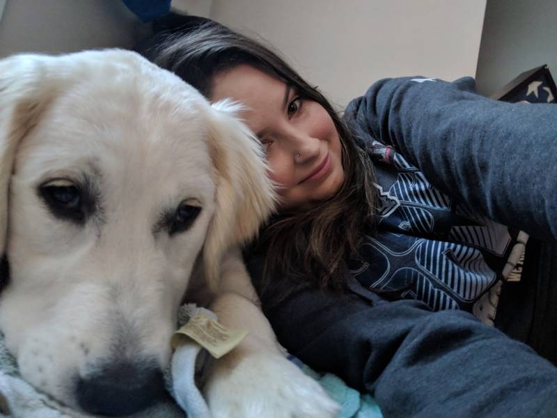 Ptsd Service Dog Massachusetts Ptsd Service Dog Massachusetts