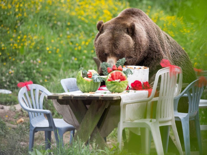 Watch 2 Grizzly Bears Destroy A Picnic On Conservation Day
