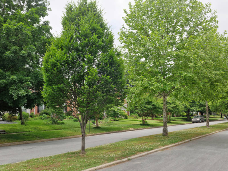 salem will remove replant