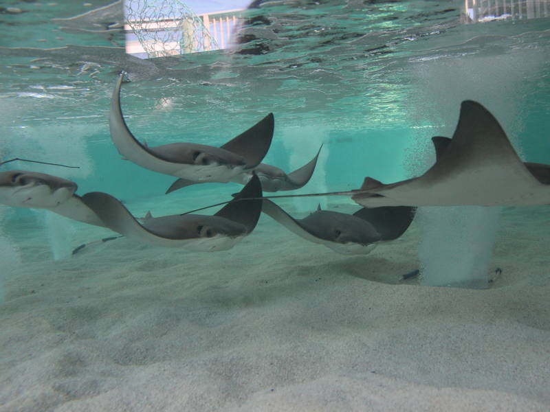 Tampa Electric's Manatee Viewing Center Opens Wednesday | Tampa, FL Patch
