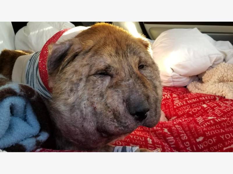 Donations Needed To Help Battered Dog Named Gus Animal Rescuers