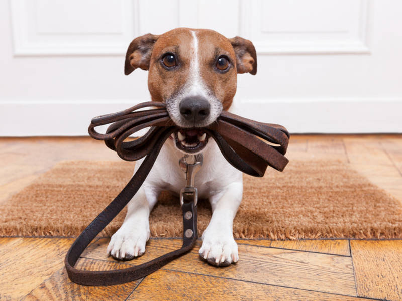 now hiring 75 pet care workers needed in coppell coppell tx patch dog sitters needed