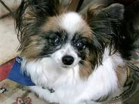 St. Pete Family Horrified As Otters Kill Treasured Pet Dog