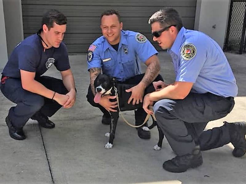 Puppy Badly Burned In House Fire To Be Sworn As Dog Palm Puppy Badly Burned In House Fire To Be Sworn As Dog Palm Harbor Fl Patch