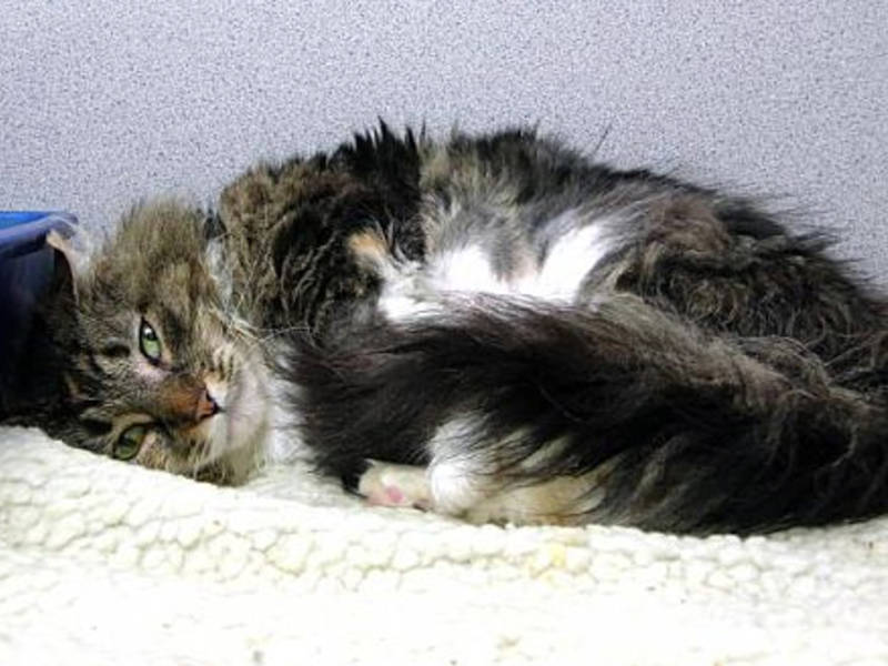 Connecticut Free Maine Coon Cat Connecticut Free Maine Coon Cat