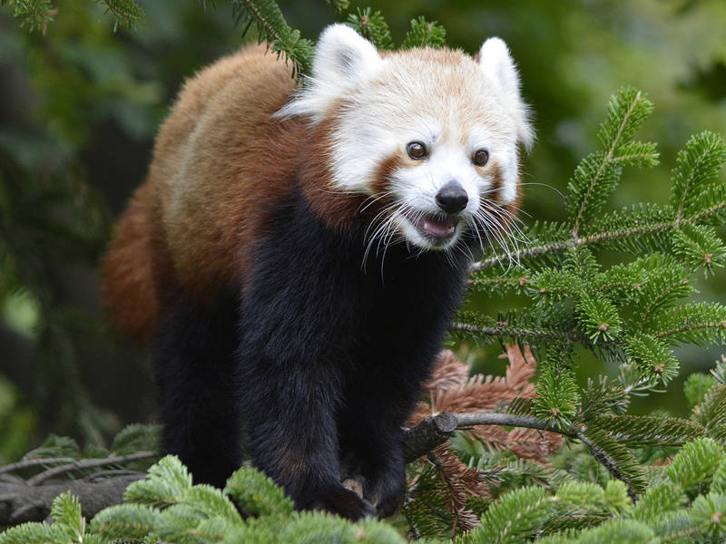 New Red Panda Exhibit Opens At Detroit Zoo Today | Royal Oak, MI Patch