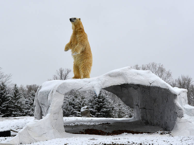 Detroit Zoo Closes Down In Freezing Temperatures Royal Oak, MI Patch