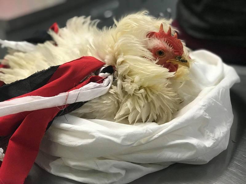 Chicken Abused With Pins, Needles Found Brockton Animal Control