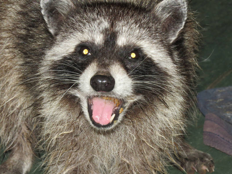 Rabid Raccoon Attacks Dog In Gaithersburg City Officials