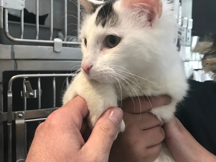 Huntington Cat Shelter Rescues Over 20 Cats From Abandoned House