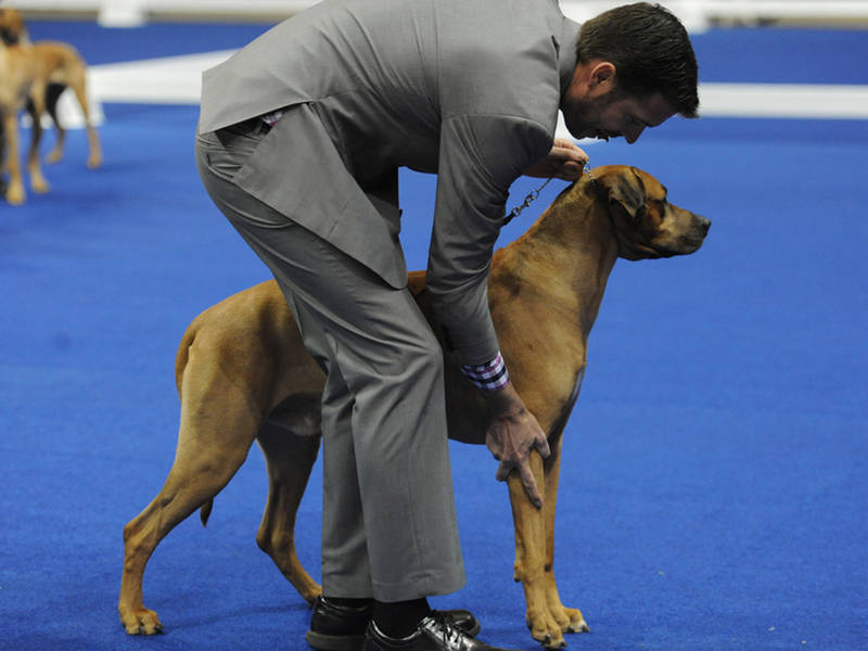 Golden Gate Kennel Club Dog Show Golden Gate Kennel Club Dog Show