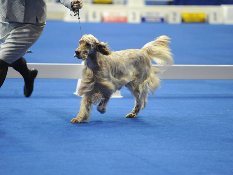 Cash prizes for dog shows Cash prizes for dog shows
