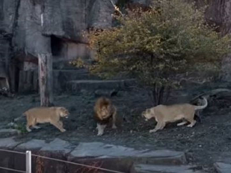 these fighting lions at lincoln park zoo prove not all cat videos
