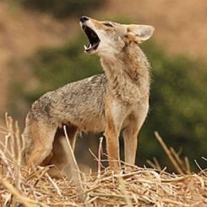 2 Aggressive Coyotes Caught in North Side Park