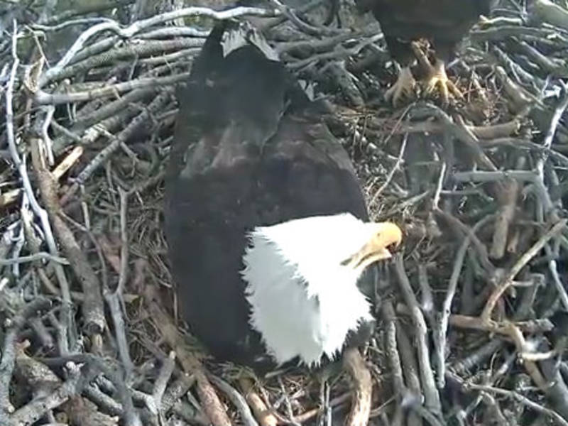 Big Bear Bald Eagle Eggs To Hatch: WATCH | Banning, CA Patch